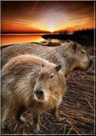 Lisa Was This What You Were Talking About Capybara Yep And The Rescue Place Is Rocky Ridge Animals Capybara Animals Beautiful