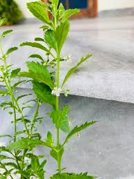 Image result for Scoparia dulcis