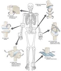 types of synovial joints biology for majors ii