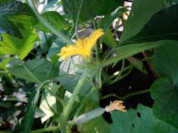 Image result for how to self pollinate cucumbers