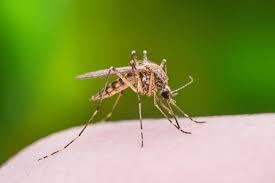 For mosquito and spider control, call us hopefully, and most likely, any bug bites that you sustain this summer will not be harmful in the long term. How To Tell A Mosquito Bite From A Spider Bite