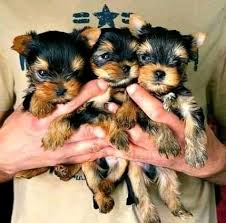 If you have any question about our pet services or the products we carry, please feel free to checkout our website. Pet Shop Near Me Home Facebook