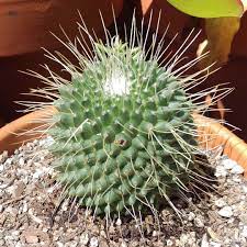 Picoplus, pico way and picosure are different brands of quality picosecond lasers. Mammillaria Spinosissima Un Pico Mammillaria Un Pico In Gardentags Plant Encyclopedia
