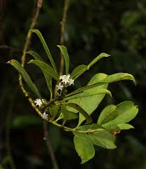 Image result for Craterispermum