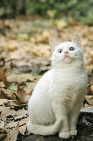 white kitten 子猫 ハムスター 動画 可愛い猫