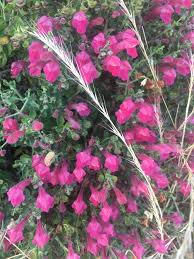 Image result for Scutellaria violascens