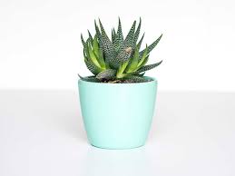Are you afraid of flying by planes? Can You Take Plants On A Plane Cleverjourney