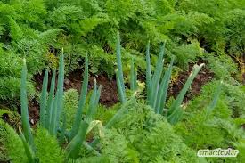 Allerdings sieht der hohlstein so leer aus. Mischkultur Im Garten Diese Gemusesorte Und Krauter Solltest Du Zusammen Zuchten