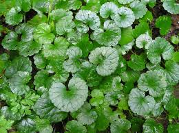 Image result for Glechoma  hederacea