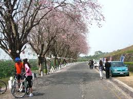 羊蹄甲 photo by michelle 2009.mar. çƒå±±é ­æ°´åº«é¢¨æ™¯å€