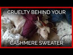 Capra hircus ya da bilinen adıyla kaşmir keçisi afganistan, hindistan, pakistan, çin ve moğolistan'a özgü bir keçi türüdür. Kasmir Nasil Elde Edilir Dayanisma Hayvan Haklari Federasyonu