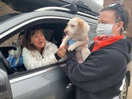 Adopt a pet today at a petsmart adoption ways to adopt. Pandemic Pets Adoptions Of Dogs And Cats Are Surging Chicago Tribune
