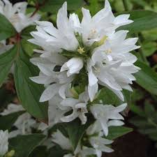 Campanula Glomerata Var Alba Dorset Perennials Campanula White Flowers Alba