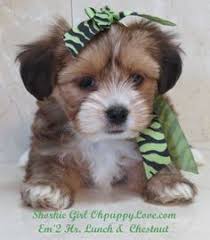 Shorkie Puppies For Sale In Nj