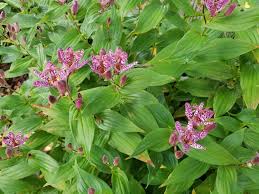 Image result for Tricalysia verdcourtiana