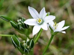 Celebrate and remember the lives we have lost in white bear lake, minnesota. 20 Star Shaped Flowers For Your Garden Plant Index