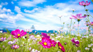 Check spelling or type a new query. Hd Wallpaper Summer Theme Background Images Flower Flowering Plant Beauty In Nature Wallpaper Flare