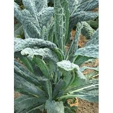 Epingle Sur Au Potager