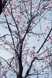 于尘埃之上 开一树花 泡一壶茶 晒一晒阳光