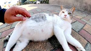 エウレカねこ部