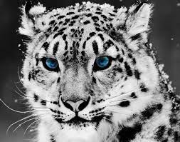 mavi gozlu vektor leopard pictures animals beautiful snow leopard wallpaper