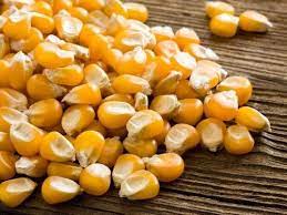Growth stages from seed to fruiting plant isolated on white background. Natural Yellow Maize Seed At Best Price In Muzaffarnagar Uttar Pradesh Dr Harishchandra Jaggery Co