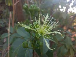 Image result for Ritchiea