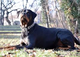 Being white, or predominantly white can, in some dog breeds. 10 Amazing Black Large Dog Breeds The Buzz Land