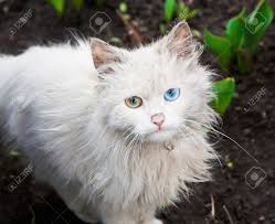 Solid brown cats are very rare and usually only seen in specific breeds. White Cat With Different Colored Eyes Stock Photo Picture And Royalty Free Image Image 8870749