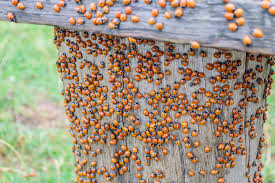 Asian Lady Beetles Are The Bad Version Of Ladybugs Here S How To Get Rid Of Them