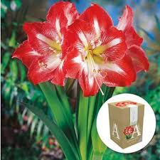 Amaryllis Prachtvolle Zwiebelblumen Pflanzen Zimmerpflanzen Amaryllis