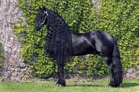 Un Cheval Noir Beaux Chevaux Animales Les Plus Beaux Chevaux Ma fille possède un cheval très noir, de race frison. un cheval noir beaux chevaux
