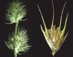 Image result for Elytrophorus spicatus