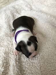 Compactly built boston terriers enjoy superb popularity in the usa because of some valid reasons. Boston Terrier Puppies For Sale Millersburg Mi 274940