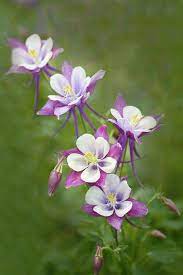 Pin On Flowers And Such