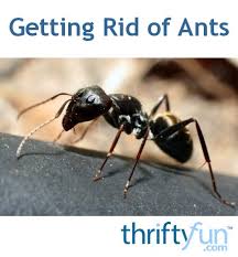Image result for Ant Disappear What Is Coming ?