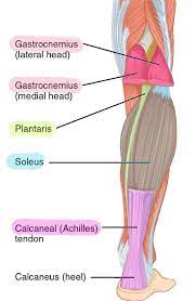 They depend greatly on our genes and what we do with them. 6 Muscles Of The Lower Leg Simplemed Learning Medicine Simplified