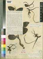 Image result for Bonatea steudneri