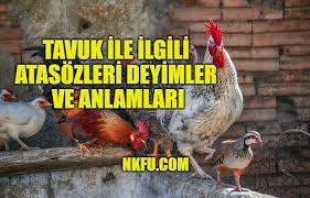Tavuk Ile Ilgili Atasozleri Deyimler Ve Anlamlari Aciklamalari Tavuk Gecen