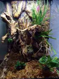 Dracula Simia conditions - Orchid Board ...