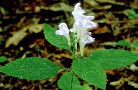 Image result for Scutellaria