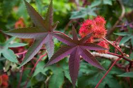 Image result for Euphorbiaceae