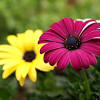 Nature flower garden love pink hd>. 1