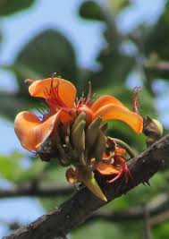 Image result for Erythrina fusca