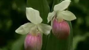Celebrate and remember the lives we have lost in carthage, missouri. Mike Oldfield Flowers Of The Forest Kwiaty Lasu