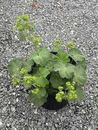 Image result for Alchemilla kiwuensis