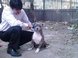 Primeyard baldur of leash candy bullies. American Pitbull Puppies Price In India Pet S Gallery