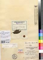 Image result for Crassocephalum ducis-aprutii