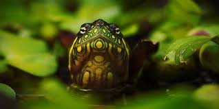 Reserva Biológica Limoncocha, Ecuador. Guia de viaje - PlanetAndes