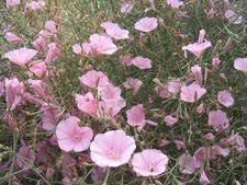 Image result for Convolvulus ocellatus